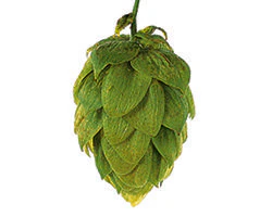 Saaz CZ Hops - Image 6