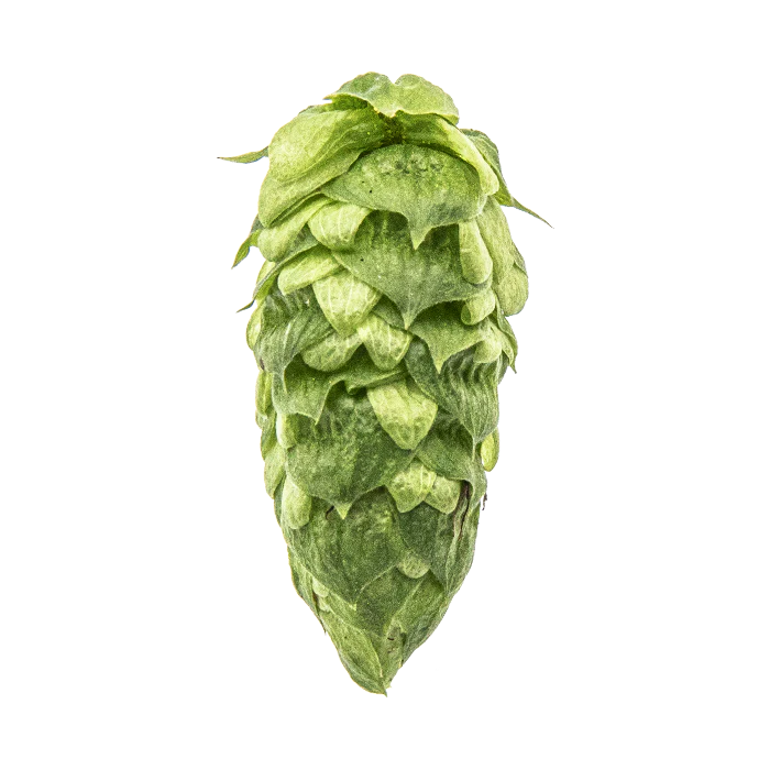 Simcoe® Brand YCR 14 US Hops - Image 6