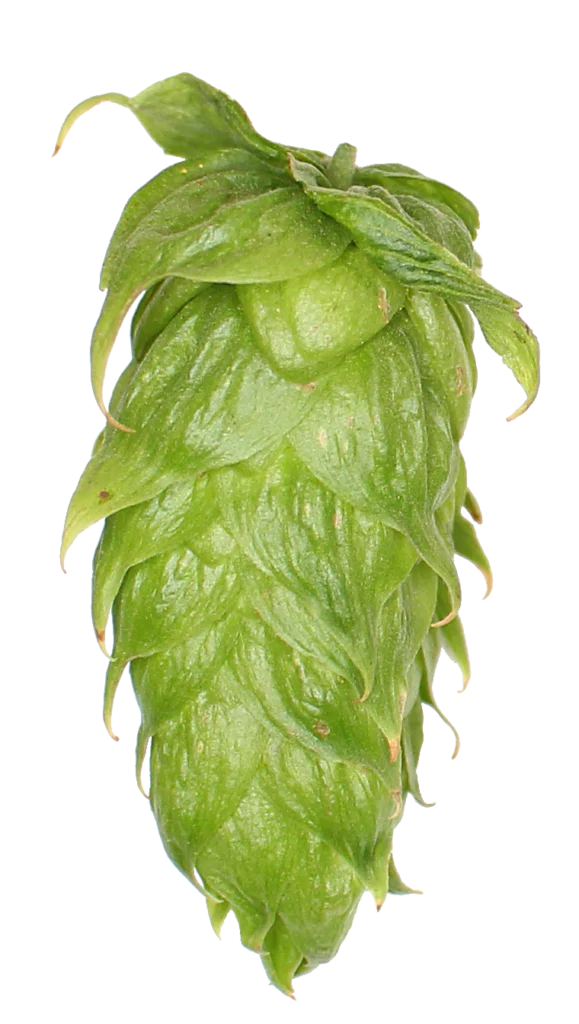 Spalt Spalter GR Hops - Image 6
