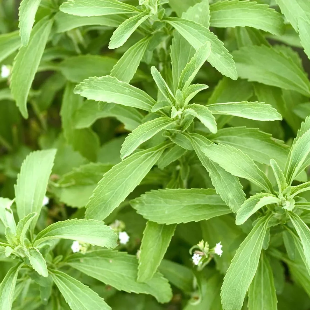 Stevia - Image 3
