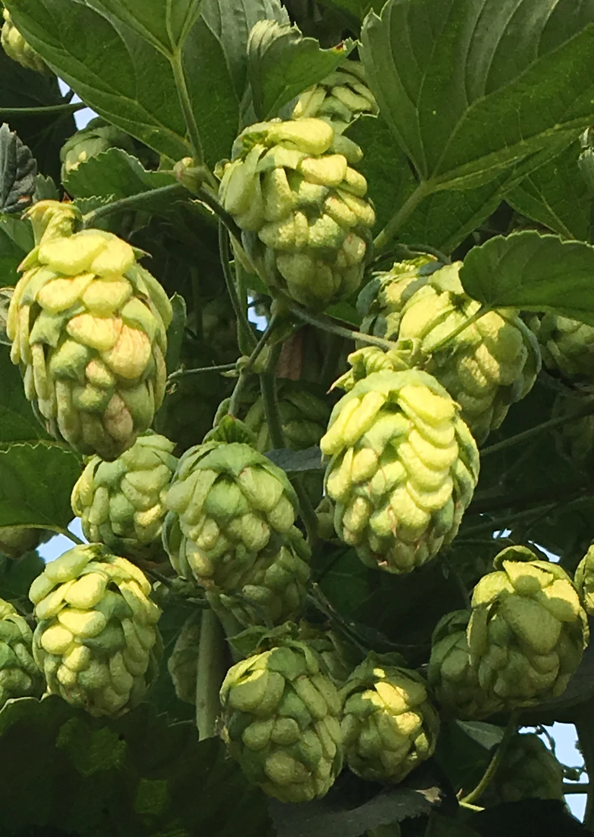 Strata® OR91331 US Hops - Image 7