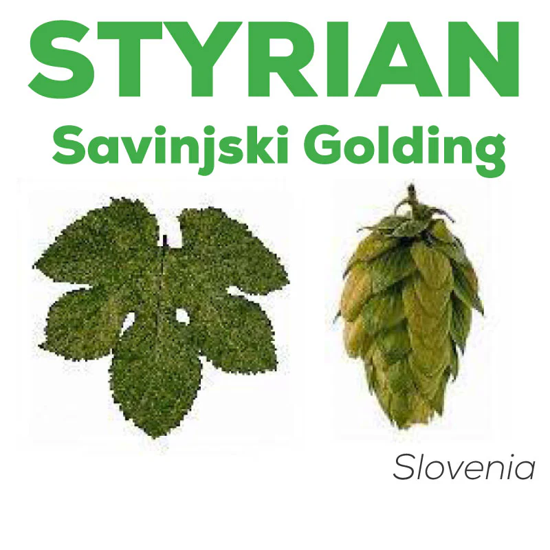 Styrian Golding Celeia SV Hops - Image 6