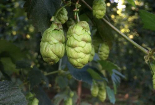 Target UK Hops - Image 6