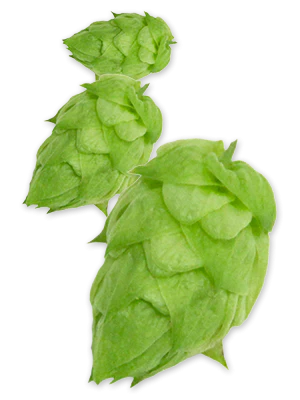 Warrior® YCR 5 CV. US Hops - Image 6