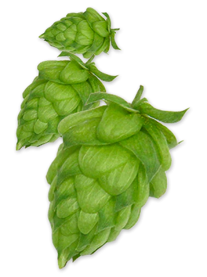 Willamette US Hops - Image 6